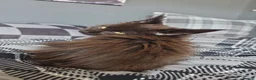 Maine Coon cats for sale: Beautiful Polydactyl Maine Coon Kitten - Advert 4