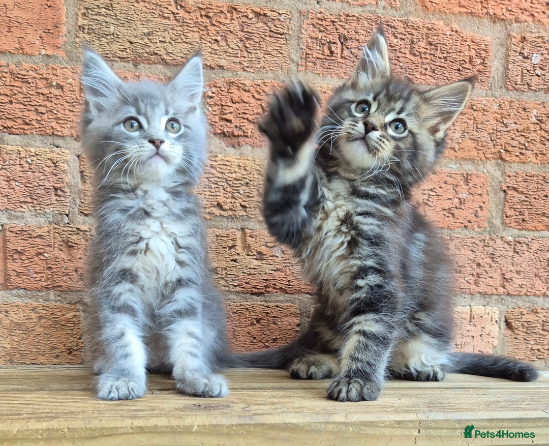 Maine Coon cats for sale: Beautiful Maine Coon kittens - Image 36