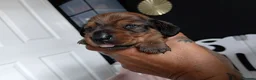 Miniature Dachshund dogs for sale: MINI DACHSHUND PUPS. PRA CLEAR.  - Advert 18