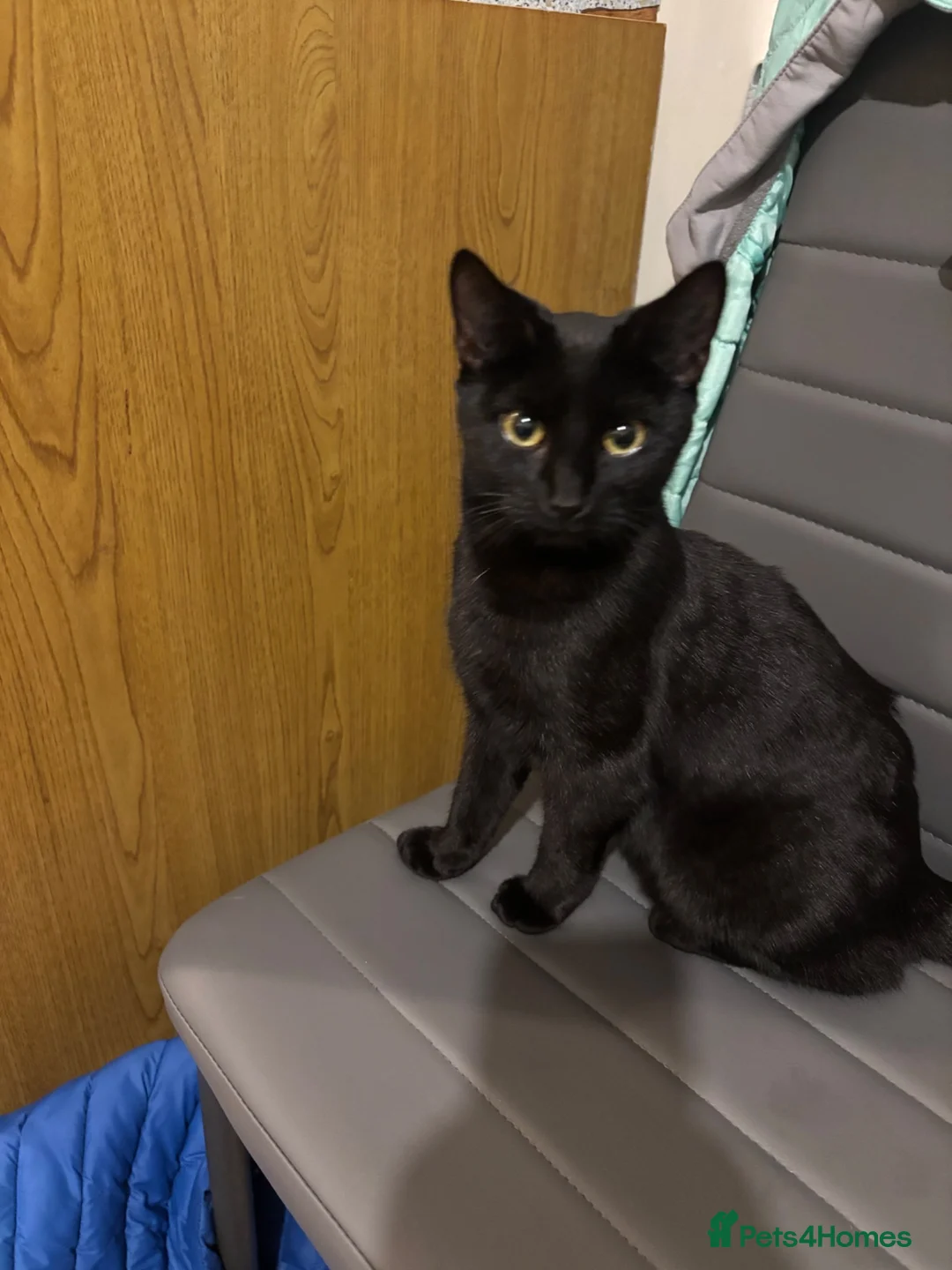 Mixed Breed cats for sale: Black female kittens  in Bedale - Advert 1