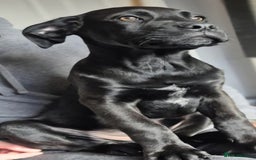 Mixed Breed dogs for sale: Mastiff x rottweiler  - Image 9