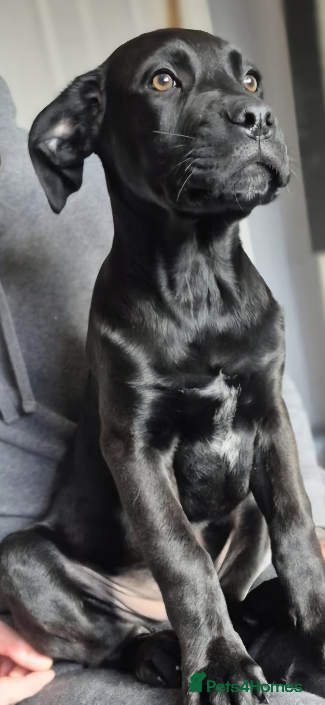 Mixed Breed dogs for sale: Mastiff x rottweiler  - Image 9