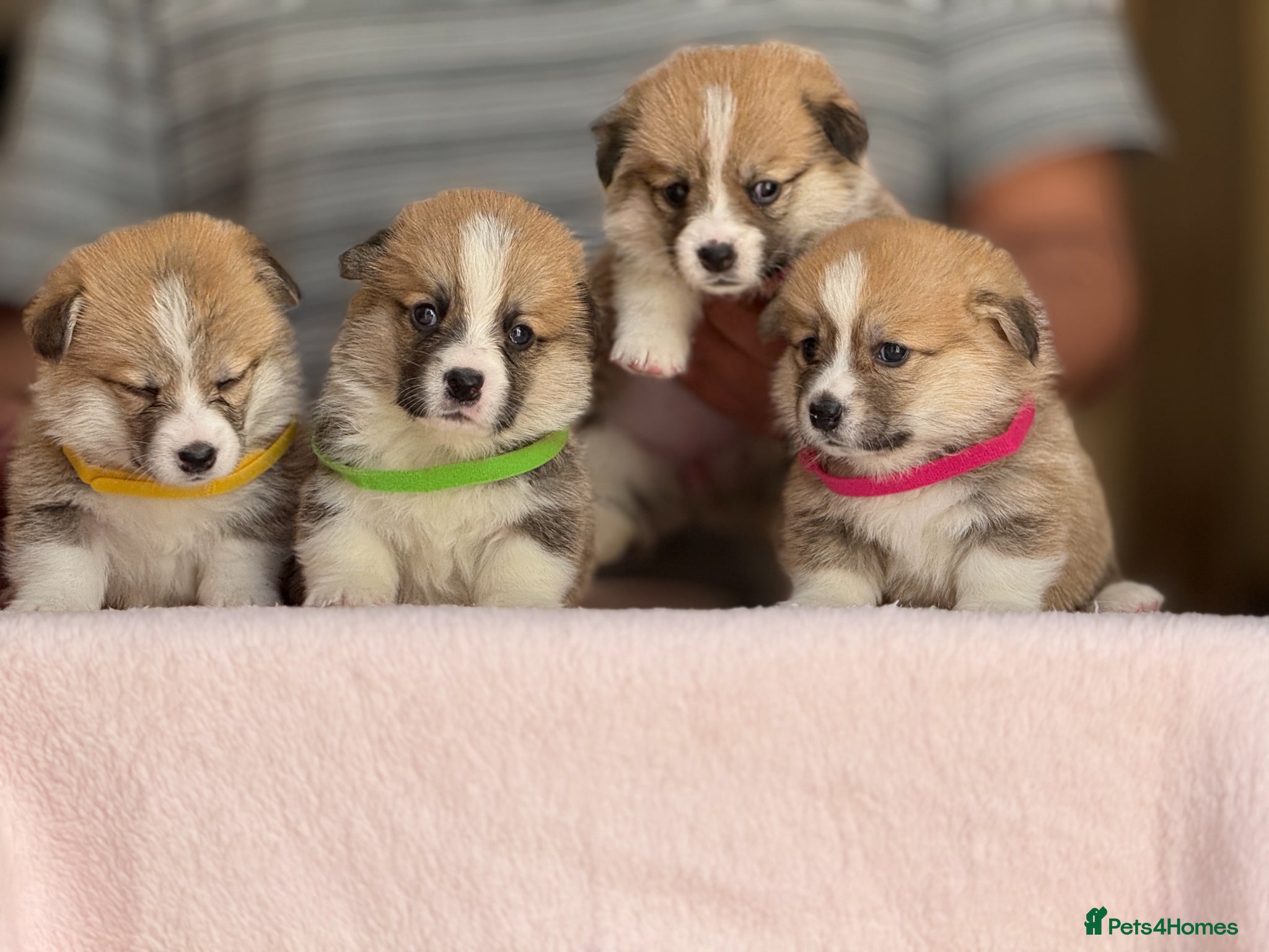 Welsh Corgi Pembroke dogs Champion Sired Corgi Pembroke puppies available  - Advert 1