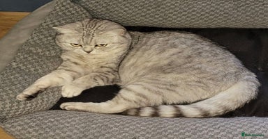 Scottish Fold cats - Advert 1