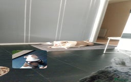 American Bully dogs for sale: ‼️‼️‼️POCKET BULLY‼️‼️‼️ - Image 5