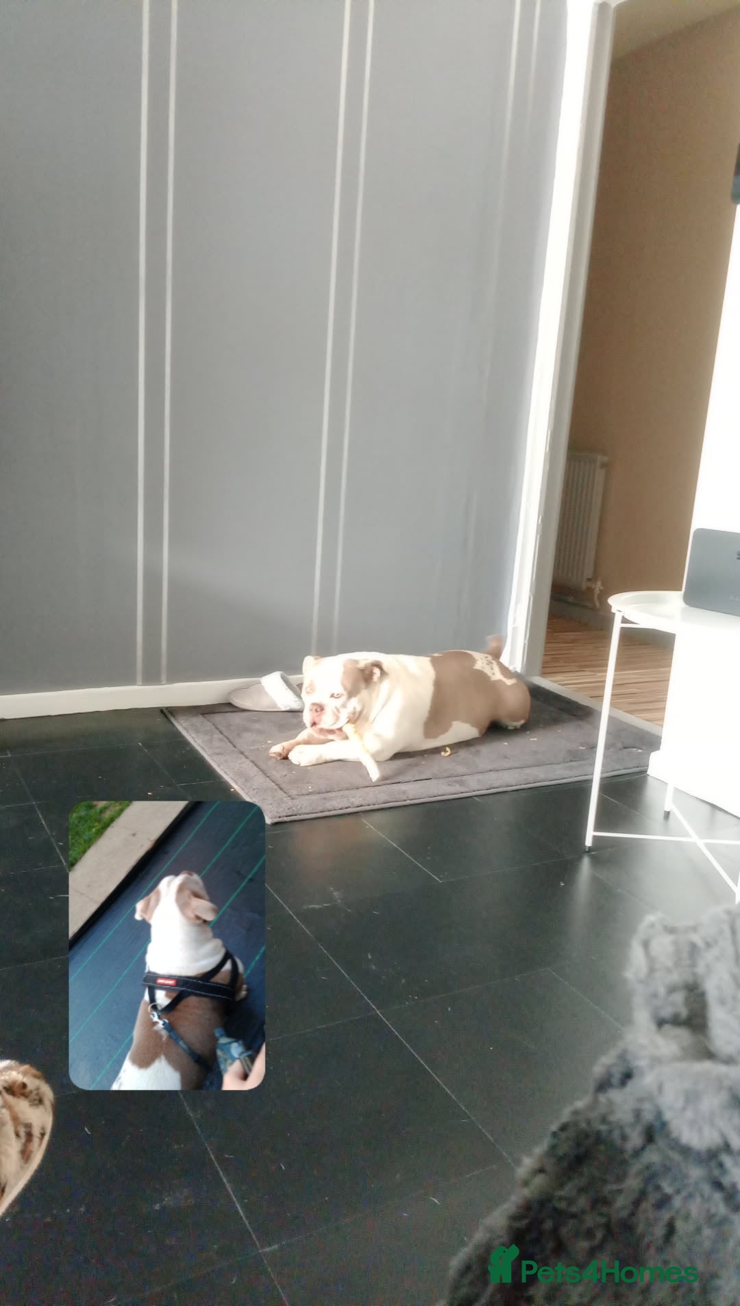 American Bully dogs for sale: ‼️‼️‼️POCKET BULLY‼️‼️‼️ - Image 5