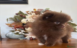 Pomeranian dogs for sale: 🧸🌈 Genuine Teddy Bear Poms Rainbow litter 🌈🧸 - Image 4