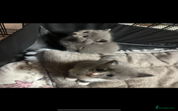 Domestic Shorthair cats for sale: Grey Kittens - Image 9