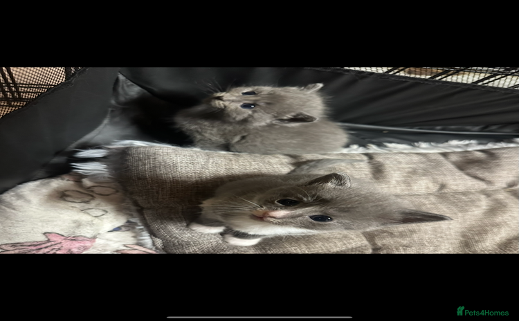 Domestic Shorthair cats - Advert 12