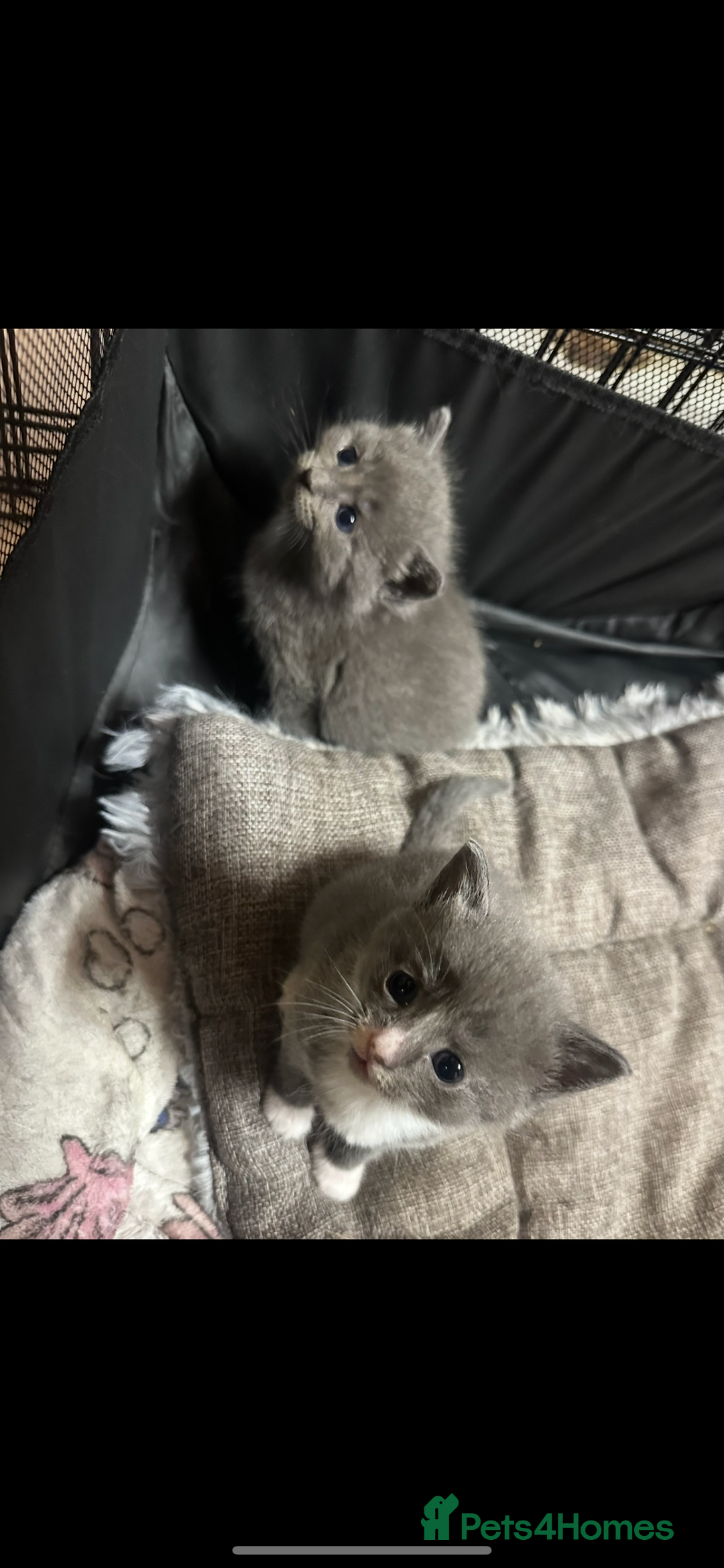 Domestic Shorthair cats for sale: Grey Kittens - Image 9
