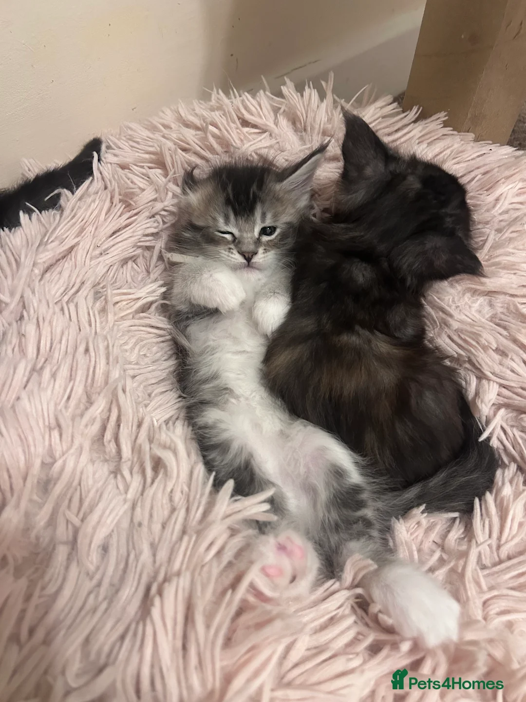 Maine Coon cats for sale: Maine Coon Kittens GCCF.  Health tested parents  - Advert 2