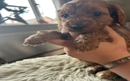 Cavapoo dogs for sale: ⭐️F1B COCKAPOO PUPS ⭐️ - Image 17