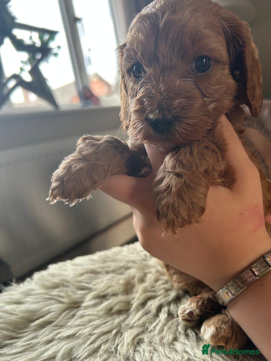 Cavapoo dogs for sale: ⭐️F1B COCKAPOO PUPS ⭐️ - Image 17