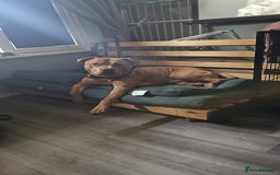 Mixed Breed dogs for sale: Bear the big cuddly goof - Advert 8