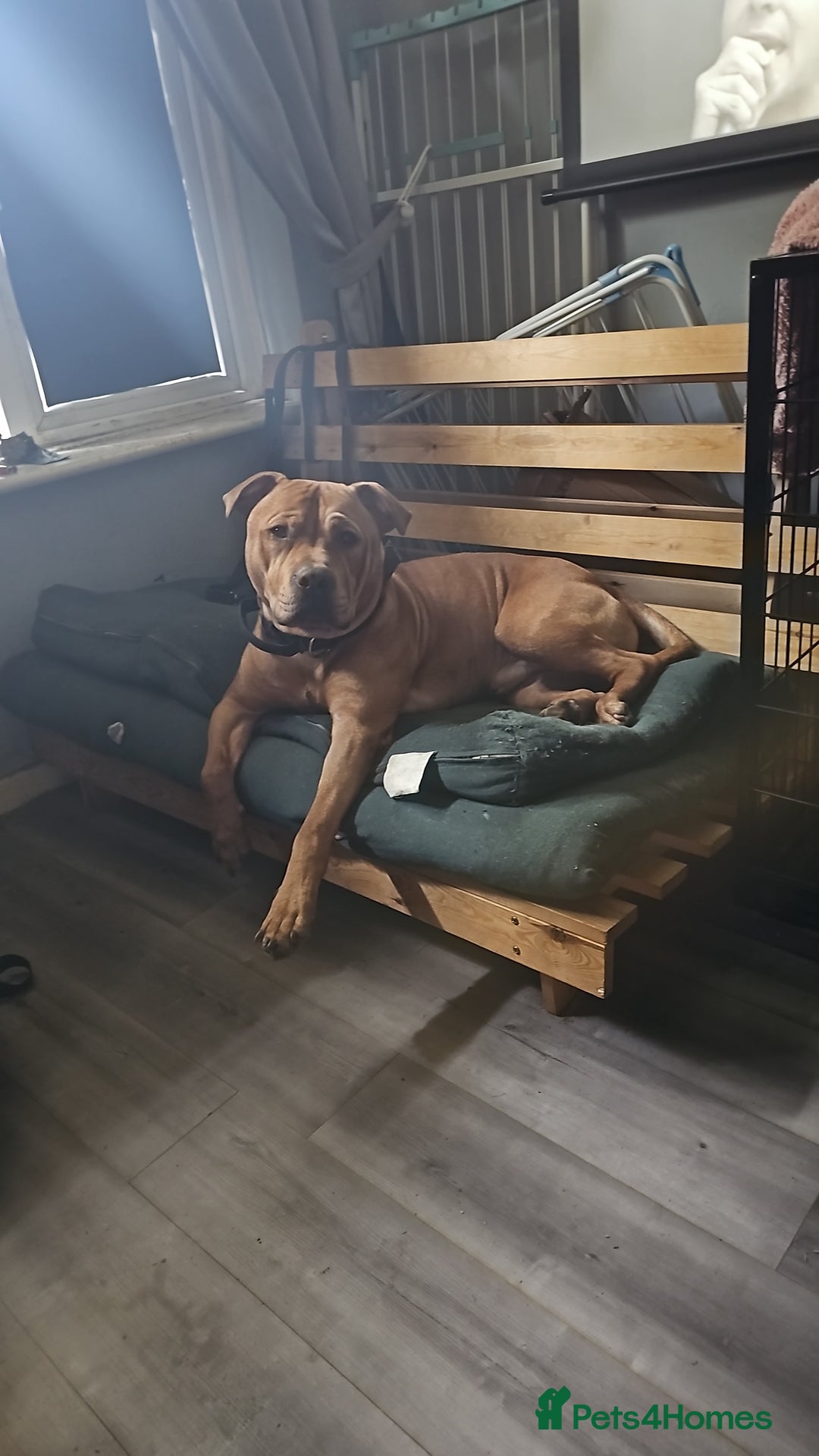 Mixed Breed dogs for sale: Bear the big cuddly goof - Advert 8