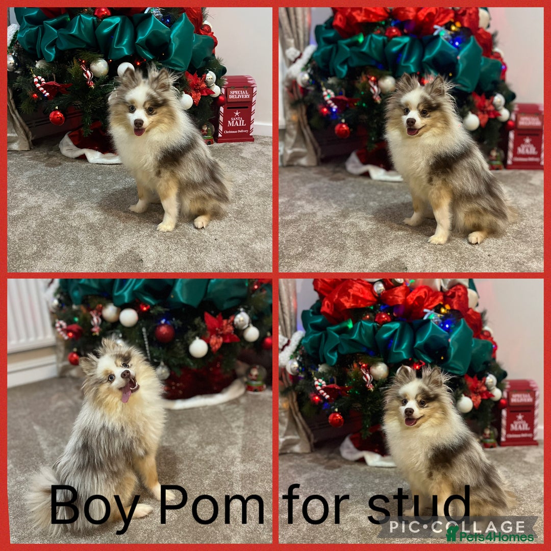 Pomeranian dogs for stud: Male Pomeranian STUD!!! - Advert 3