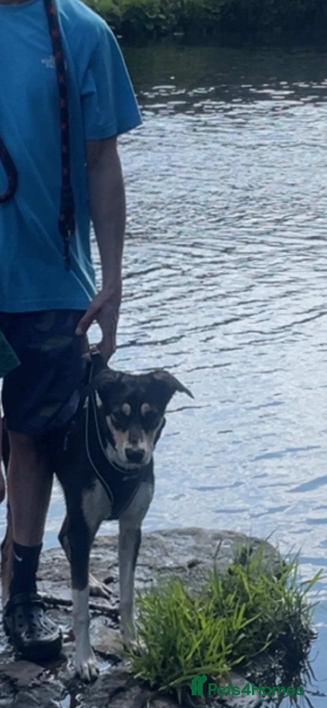 Mixed Breed dogs for sale: Collie x saluki  - Advert 3