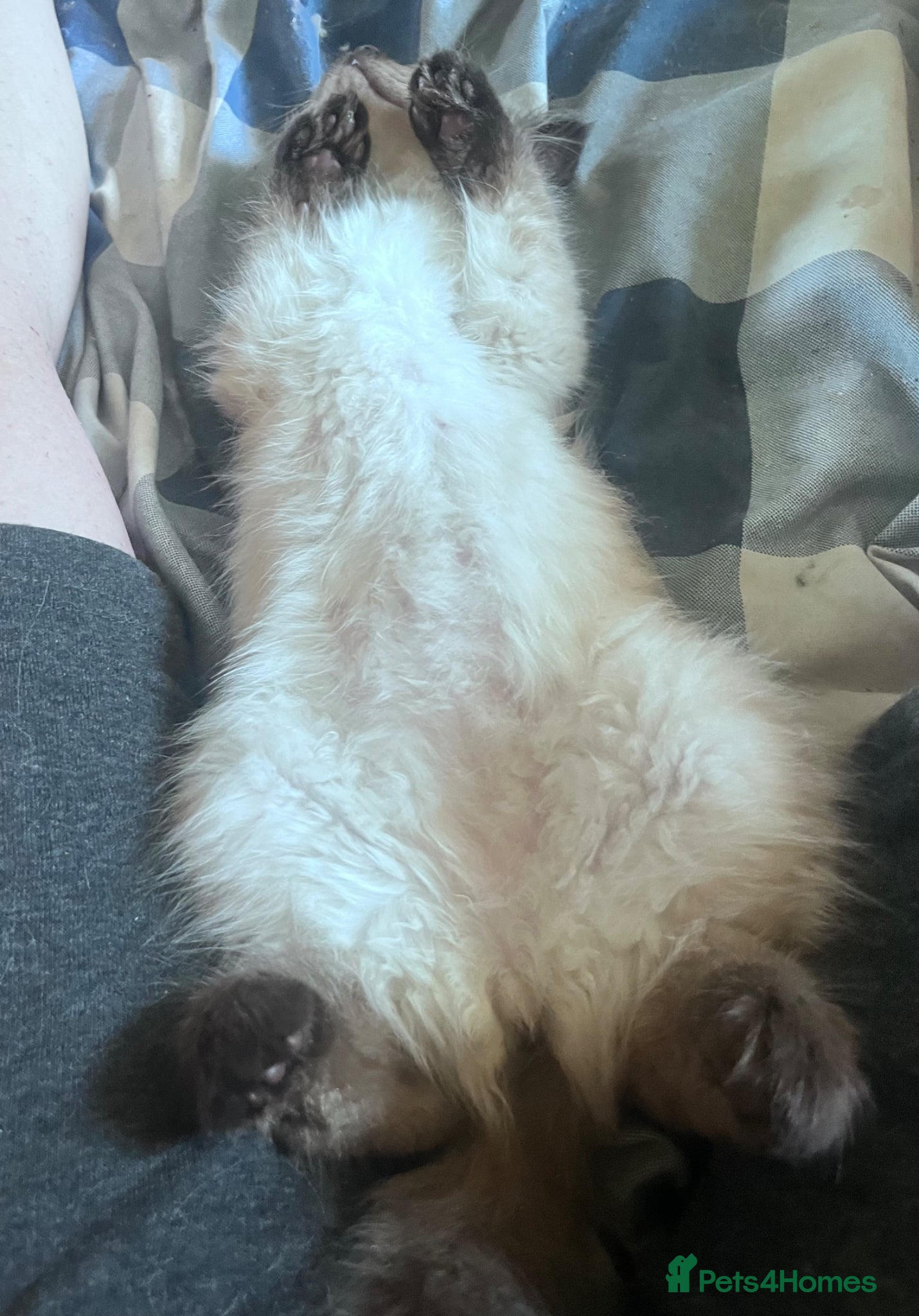 Ragdoll cats Beautiful, fluffy ragdoll kittens  - Advert 2