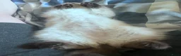 Ragdoll cats for sale: Beautiful, fluffy ragdoll kittens  - Advert 5