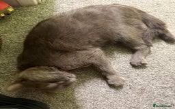 Russian Blue cats for sale: Beautiful Russian blue cross kittens - Image 13