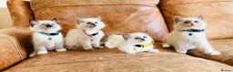 Ragdoll cats for sale: 🐈Pedigree Ragdoll Champion line 🏆 GCCF kittens  - Advert 22