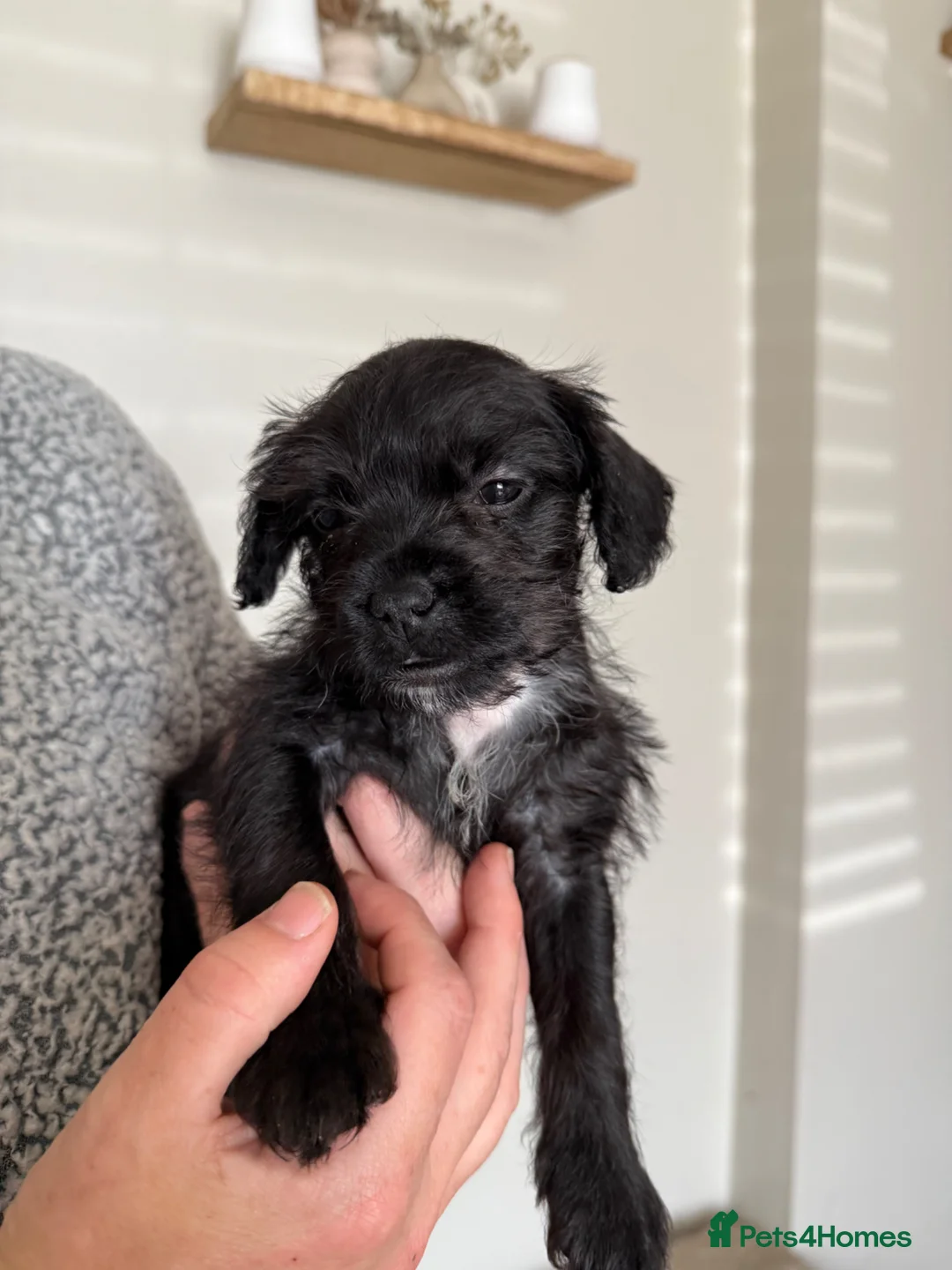 Mixed Breed dogs for sale: Frenchie cross with cockapoo 🤦🏼‍♀️ in Willenhall - Advert 9