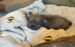 French Bulldog dogs for sale: Adorable French Bulldog Puppies in Barking - Image 20