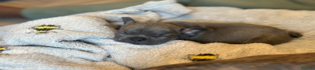 French Bulldog Puppy 4