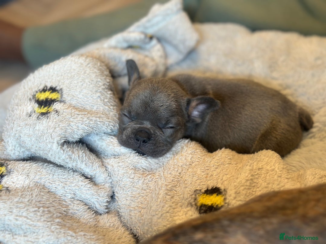 French Bulldog dogs for sale: Adorable French Bulldog Puppies in Barking - Image 20