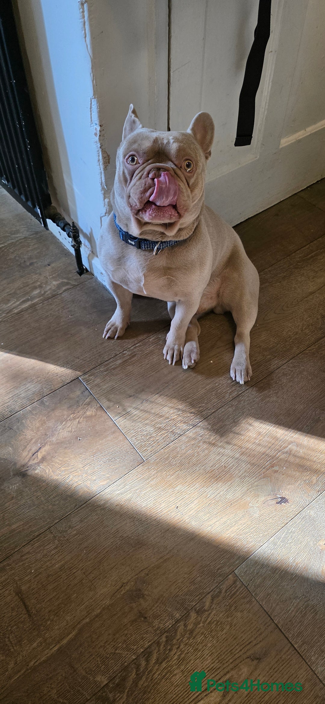 French Bulldog dogs for sale: Playful lilac frenchie 2 years old, family dog - Image 5