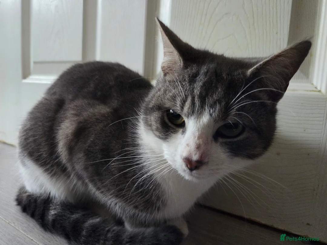 British Shorthair cats for sale: Grey white cats - Advert 4