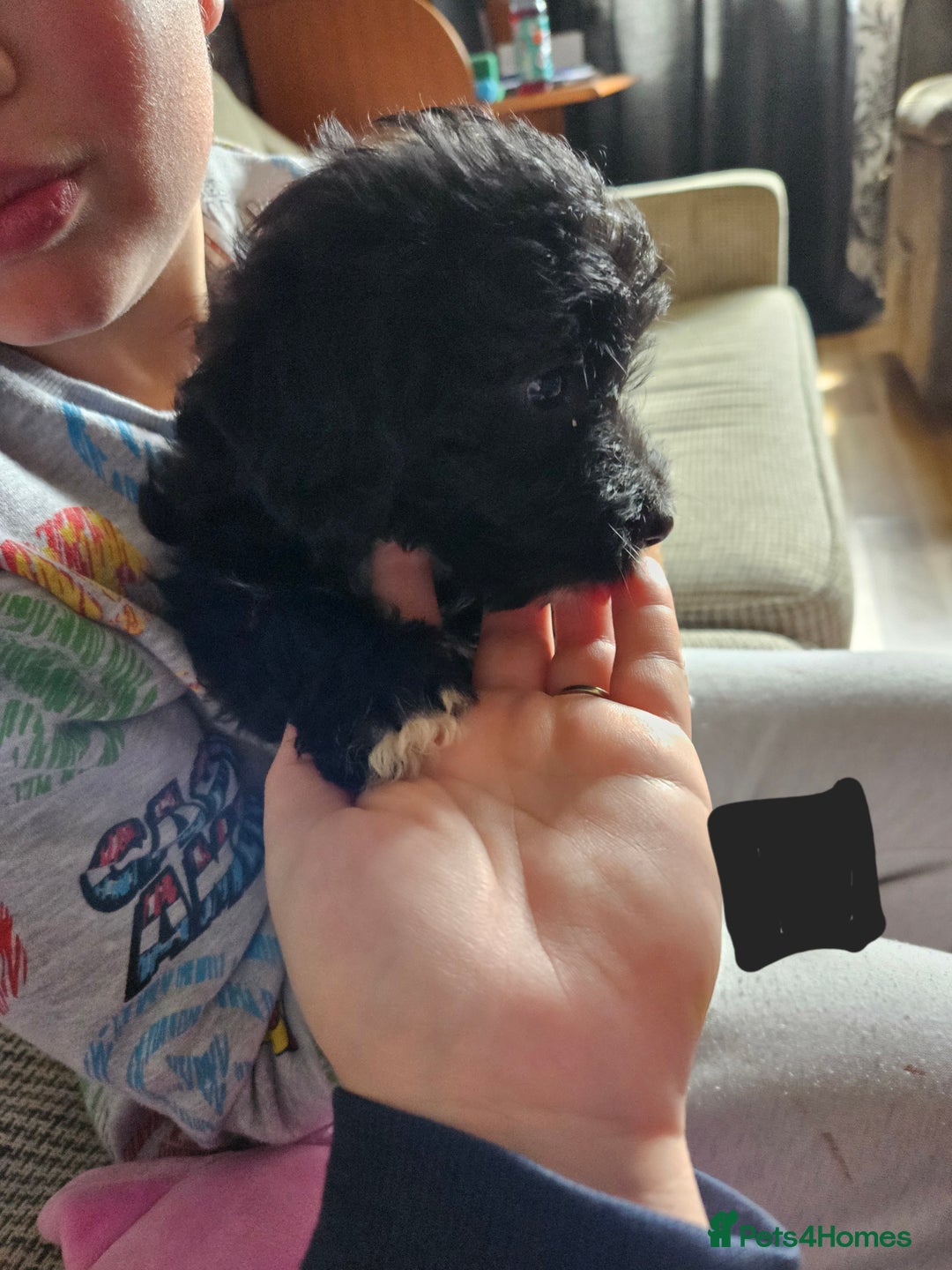 Jackapoo dogs for sale: Jackapoo puppies x7 - Image 9