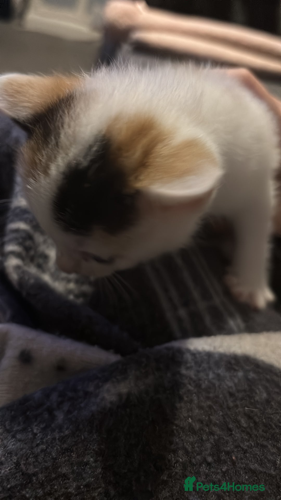 Mixed Breed cats for sale: beautiful calico girl  - Advert 5