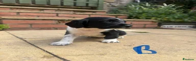 English Springer Spaniel 4