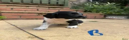 English Springer Spaniel dogs for sale: Beautiful English Springer Spaniel Puppies - Advert 15