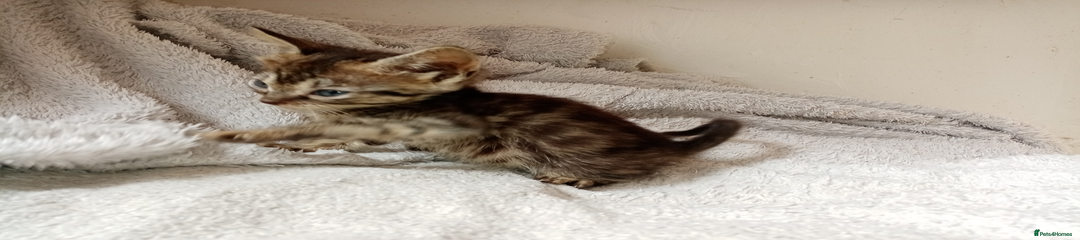 Mixed Breed Kitten 5
