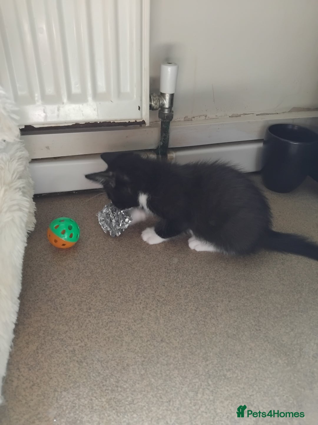 Mixed Breed cats for sale: 1 gorgeous female bengal x kitten for sale. - Image 15