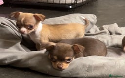 Chihuahua dogs for sale: CHIHUAHUA PUPPIES - Image 15