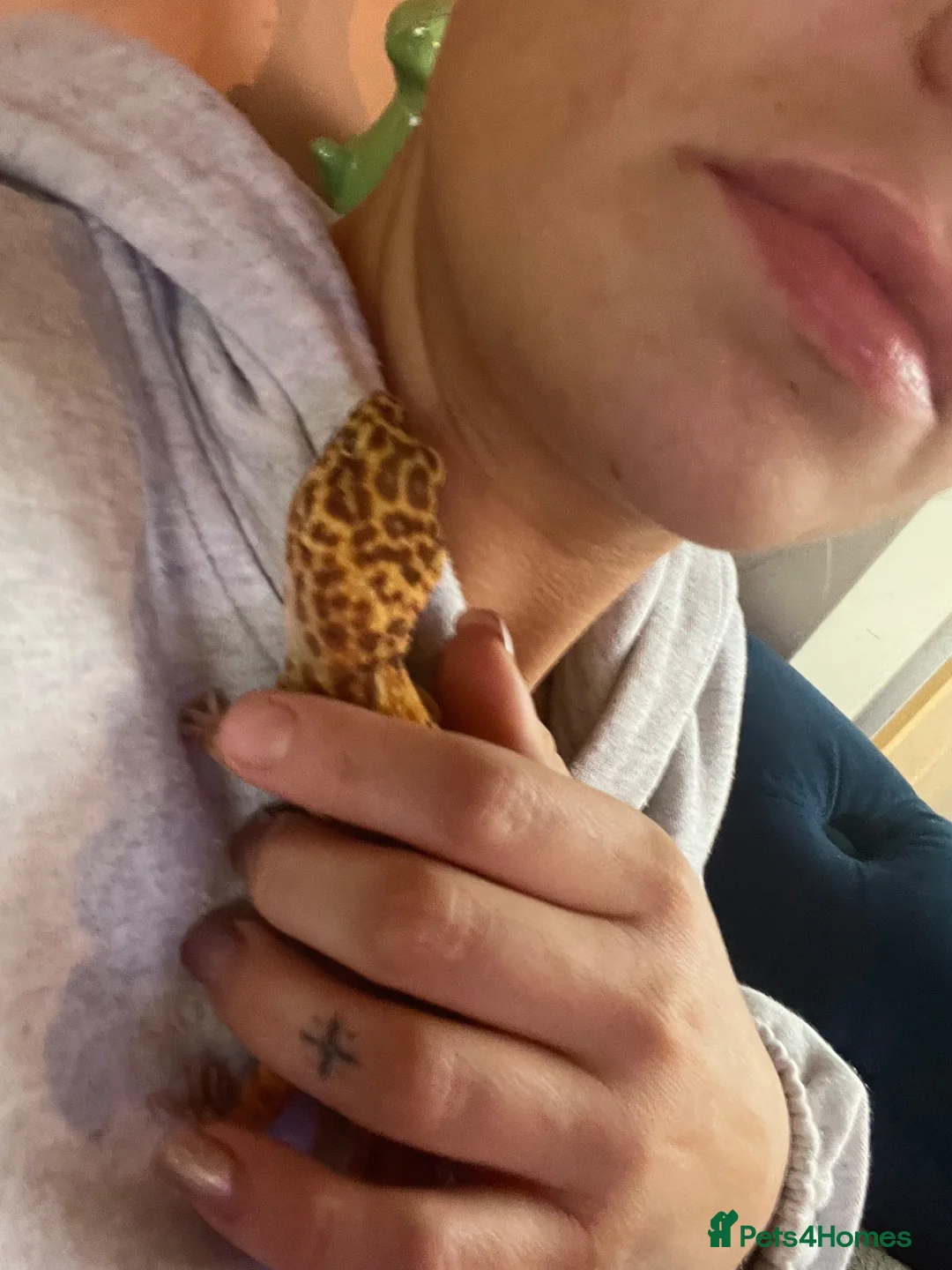 Leopard Gecko reptiles for sale: Leopard Lady looking for her forever home in Halstead - Advert 3