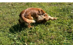 Cocker Spaniel dogs for sale: Cocker spaniel - Image 2
