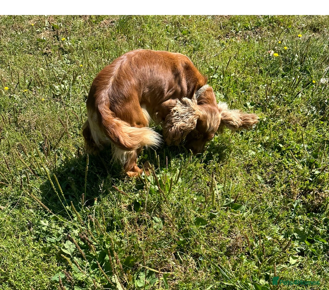 Cocker Spaniel dogs for sale: Cocker spaniel - Image 2