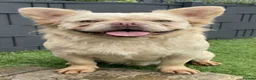 French Bulldog dogs for sale: Platinum carrying Pink fluffy frenchie  - Advert 1