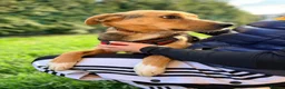 Mixed Breed dogs for adoption: ❤️🐶 STELLA – SHE BUILDS HER WORLD AROUND YOU in Burton-on-Trent - Advert 27