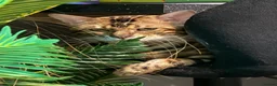 Bengal cats for sale: 6 Bengal kittens - Health and genetically tested - Advert 3