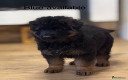 German Shepherd dogs for sale: Ready for new home. German Shepard 1 boy Left!!!  - Image 12