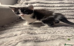 Domestic Shorthair cats for sale: Little domestic short haired kitties for sale  - Image 6