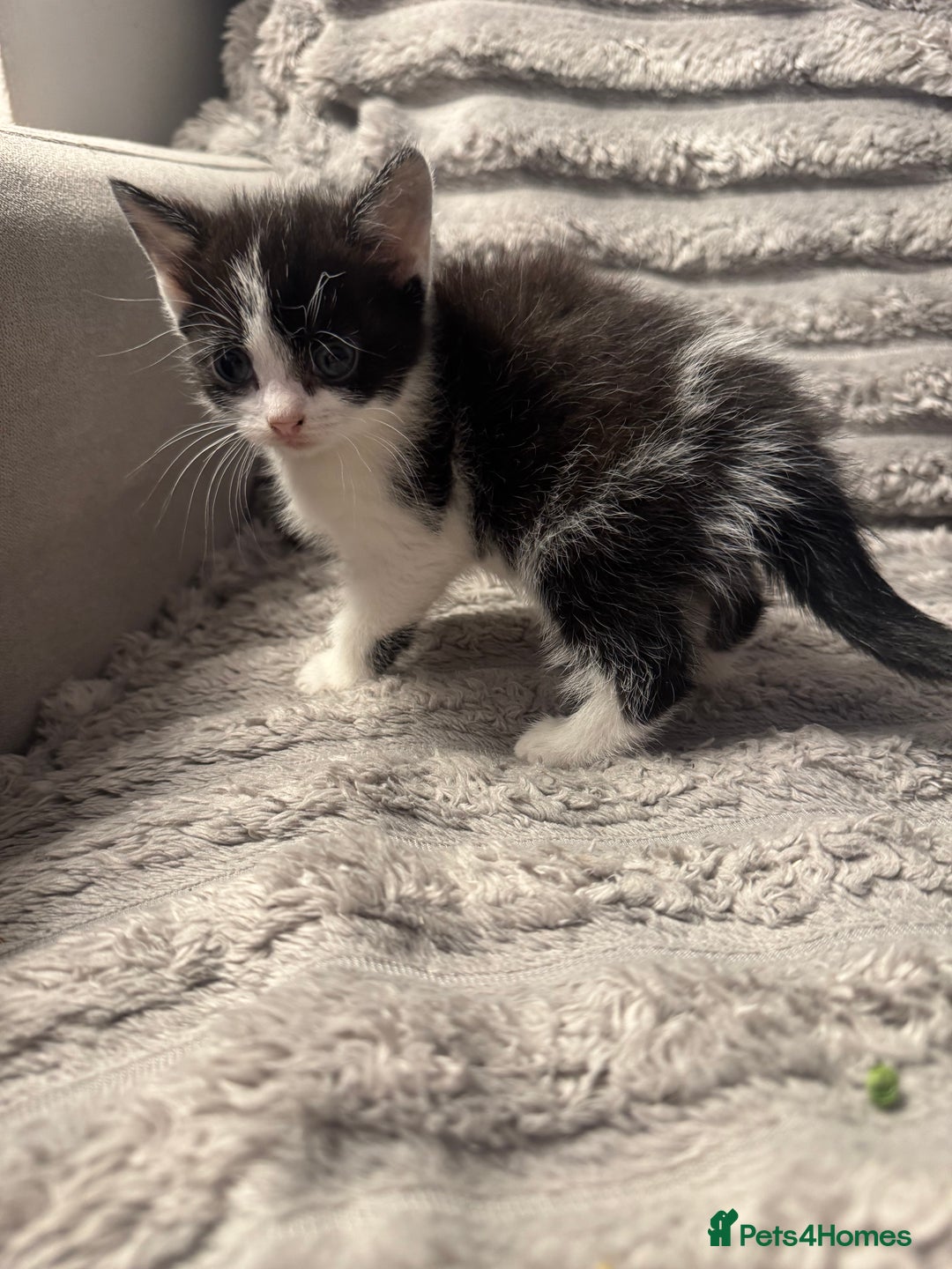 Domestic Shorthair cats for sale: Little domestic short haired kitties for sale  - Image 6