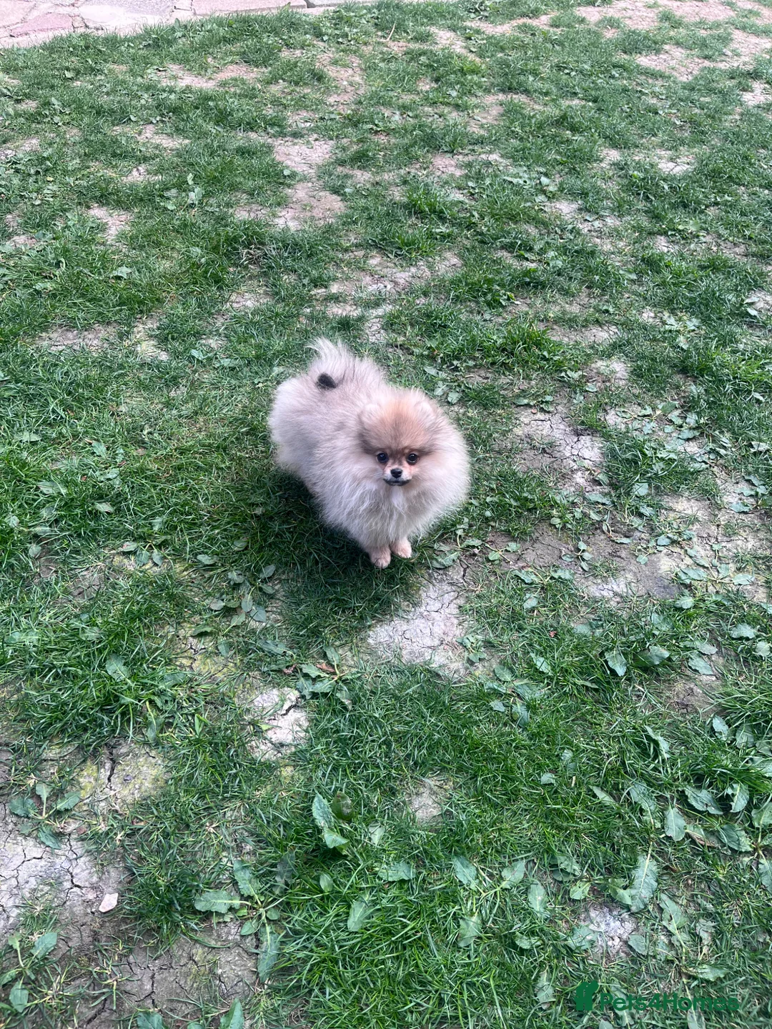 Pomeranian dogs for sale: 🩷Tiny Girl🐻Top Quality  - Advert 11