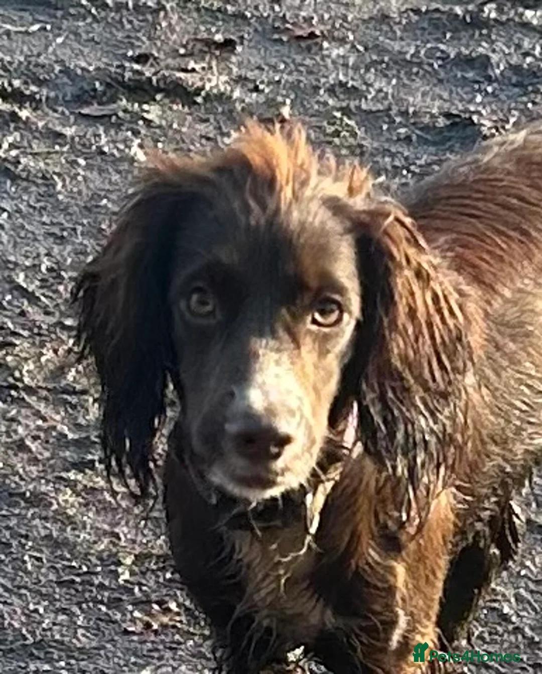 Cocker Spaniel dogs for sale: Stunning cocker spaniel  - Advert 3