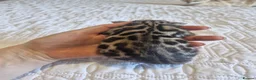 Bengal cats for sale: Supreme Apb Gene & Health Tested Bengal Kittens - Advert 12